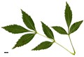 SpeciesSub: subsp. syriaca SpeciesSub: subsp. syriaca